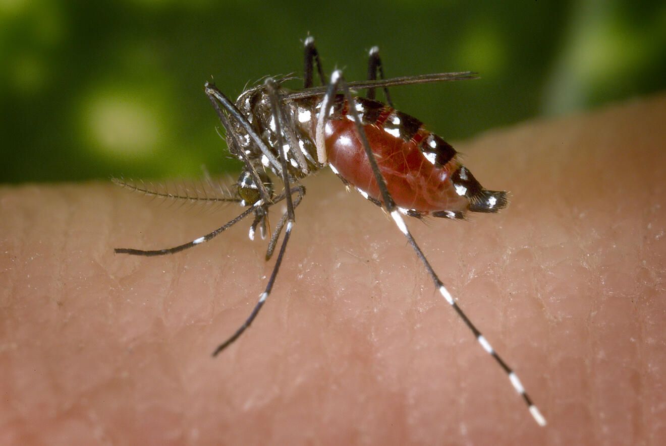 Zanzara tigre (Aedes albopictus) che punge la pelle — rischio Chikungunya