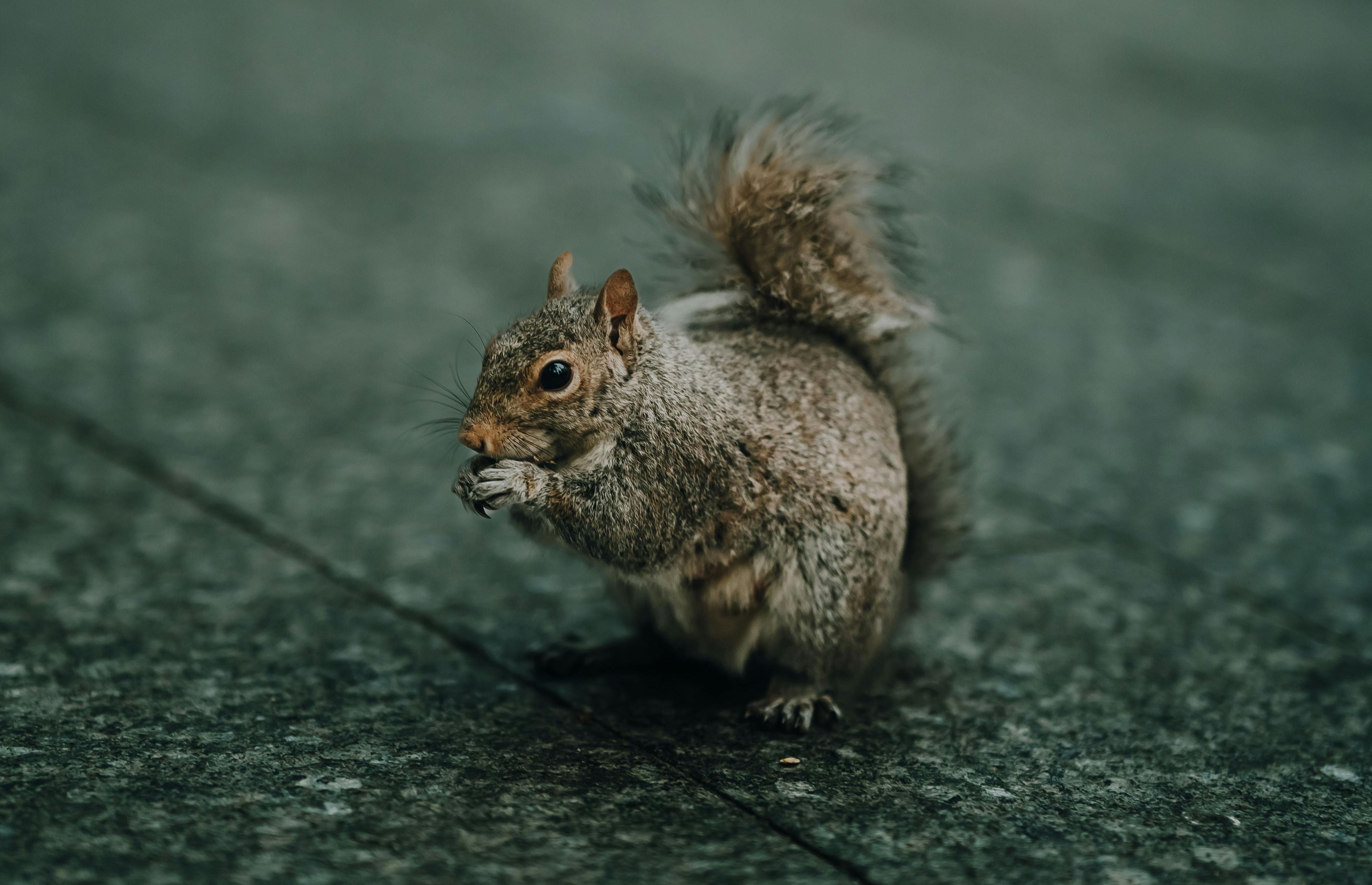 scoiattolo grigio a milano